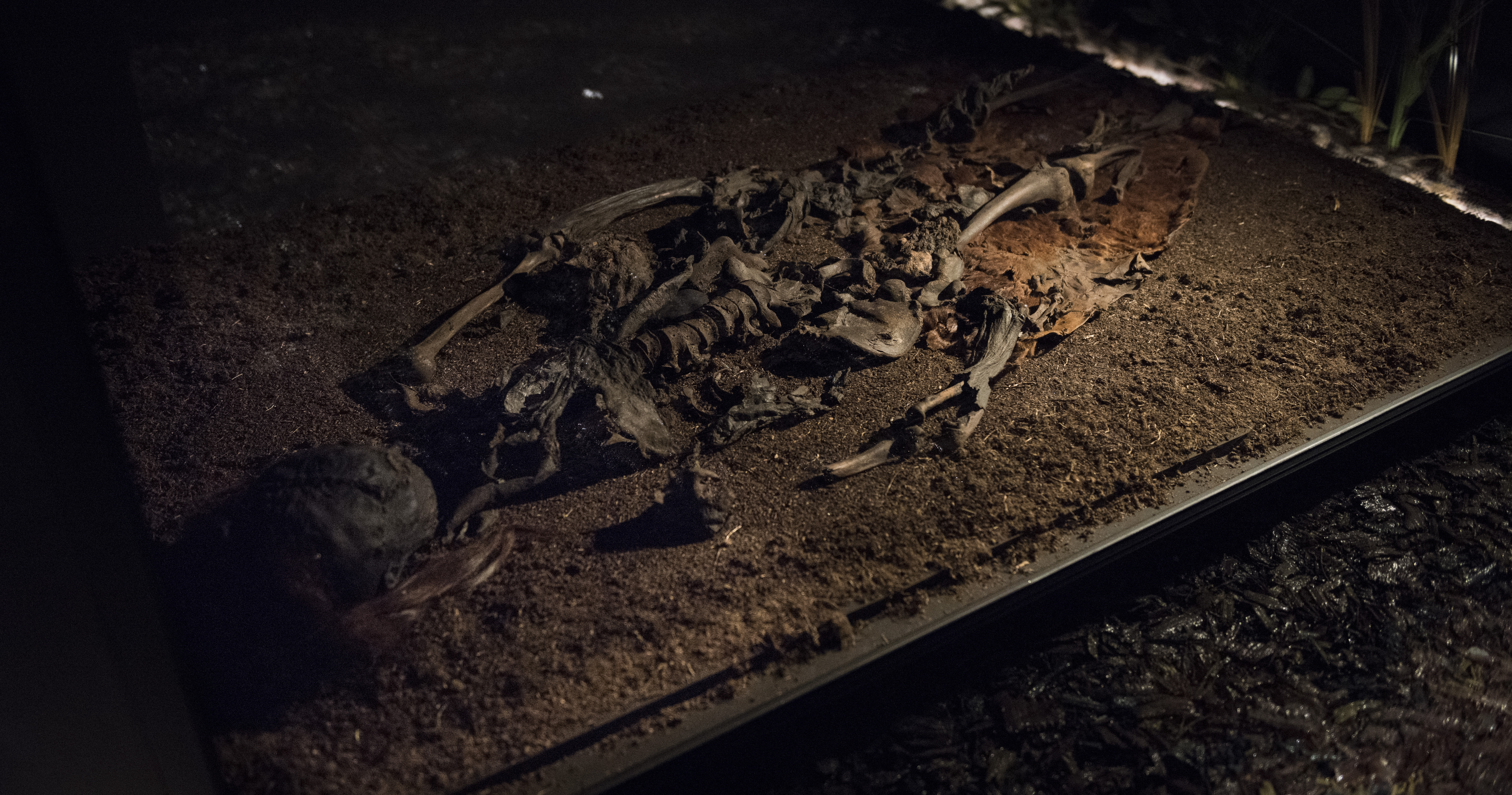 Detailfoto af Auning-kvinden efter konservering