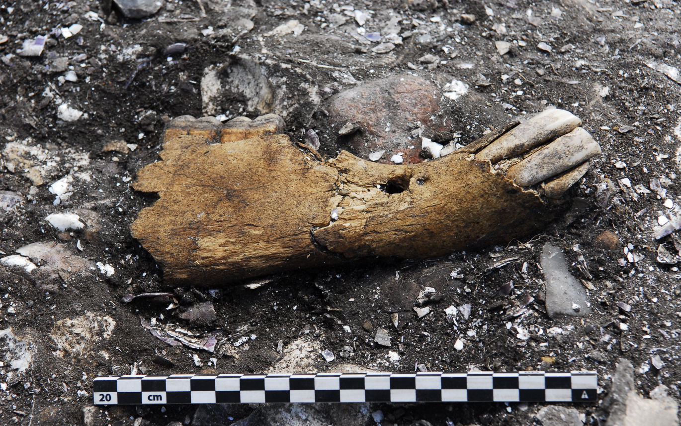 Underkæbe fra en vildhest