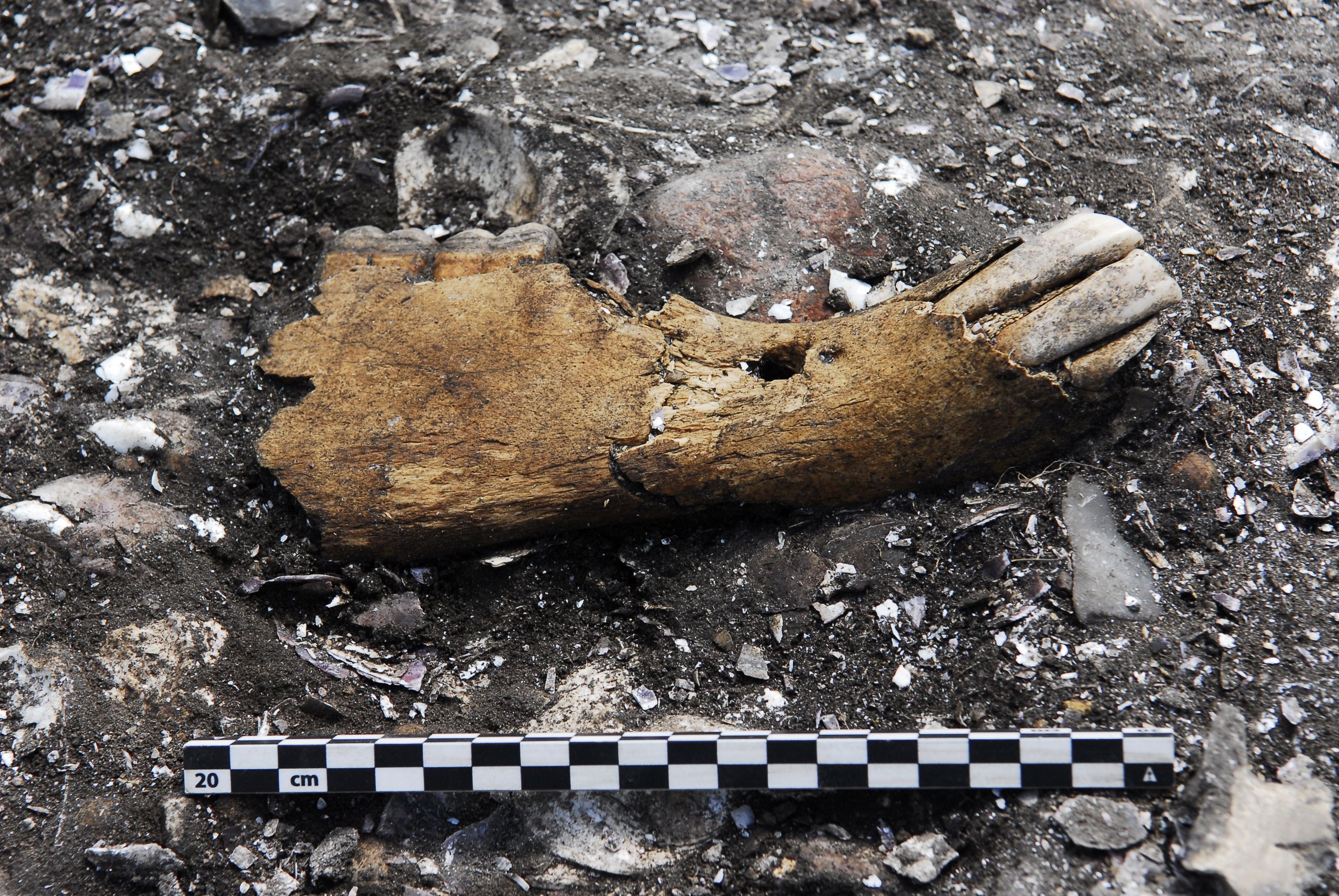 Underkæbe fra en vildhest