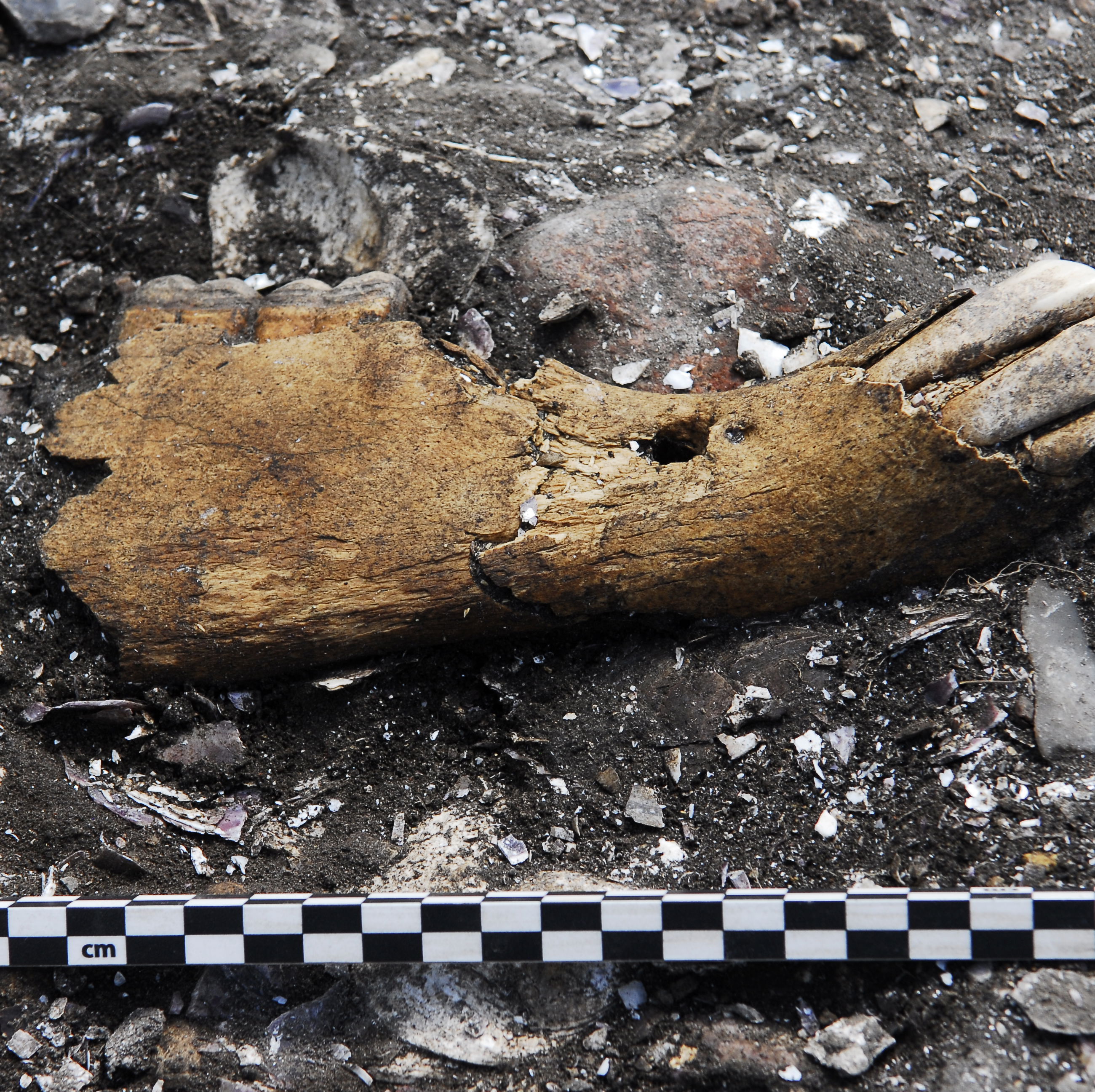 Underkæbe fra en vildhest