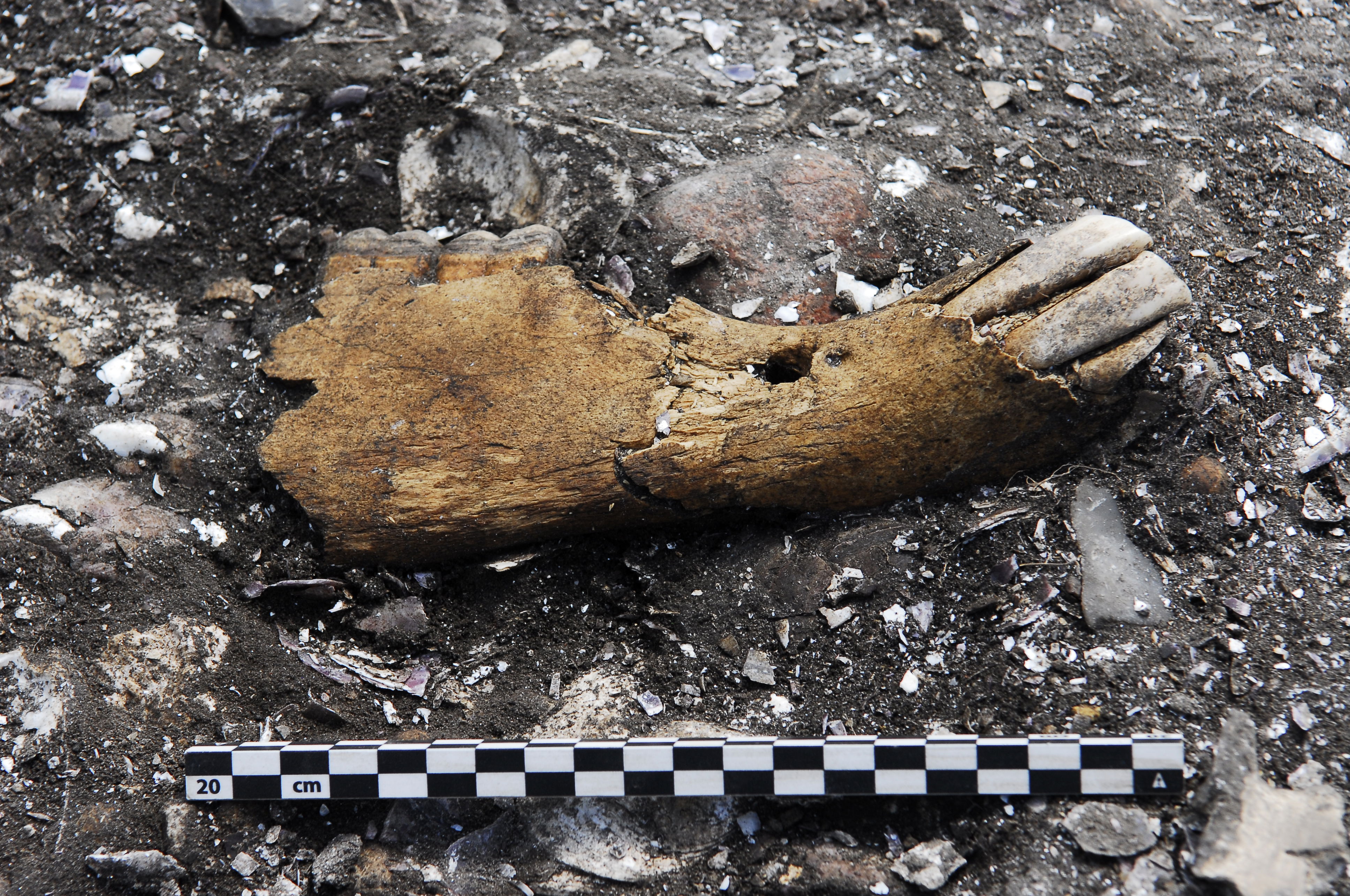 Underkæbe fra en vildhest