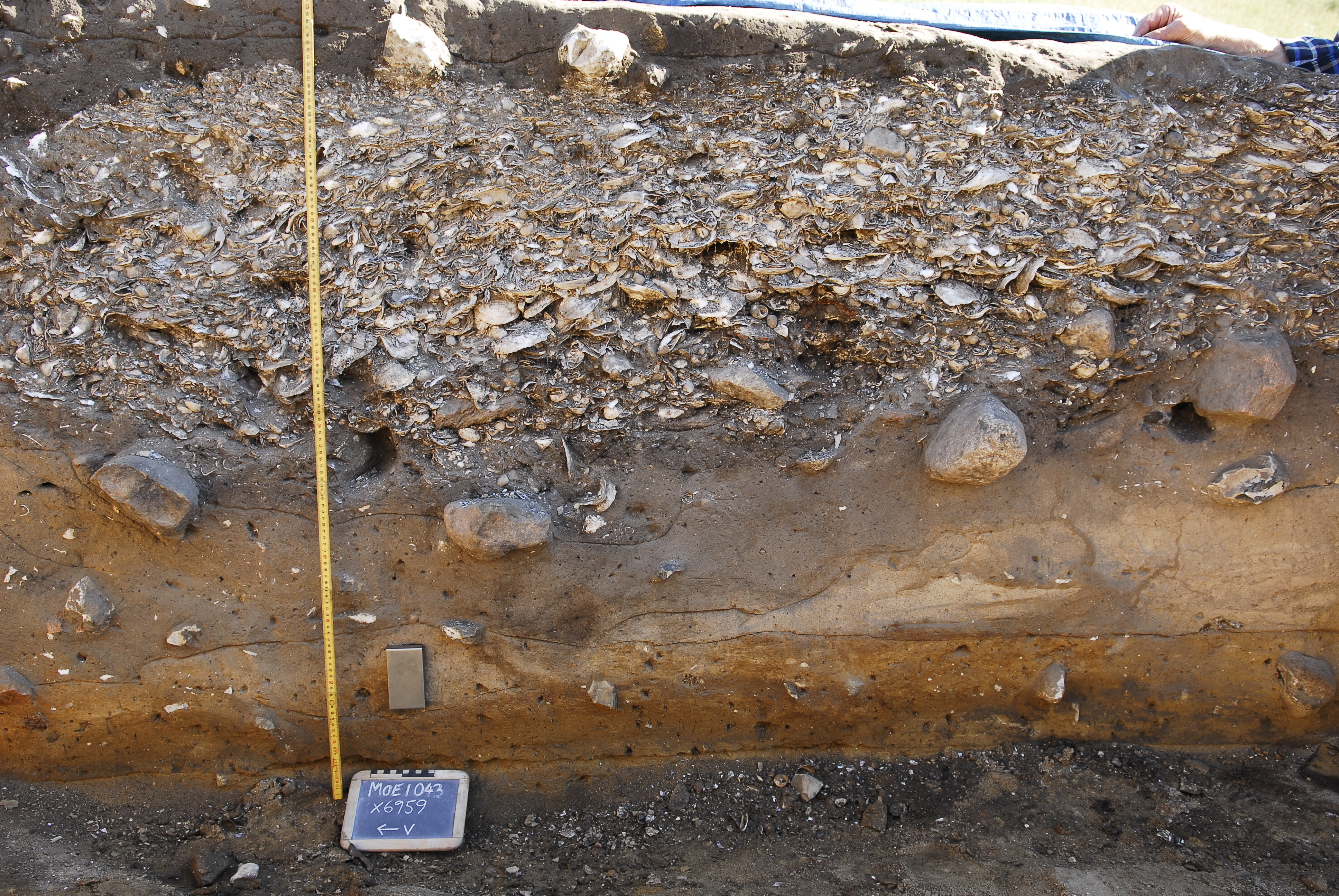 Lag af skaller i udgravningen ved Ginnerup