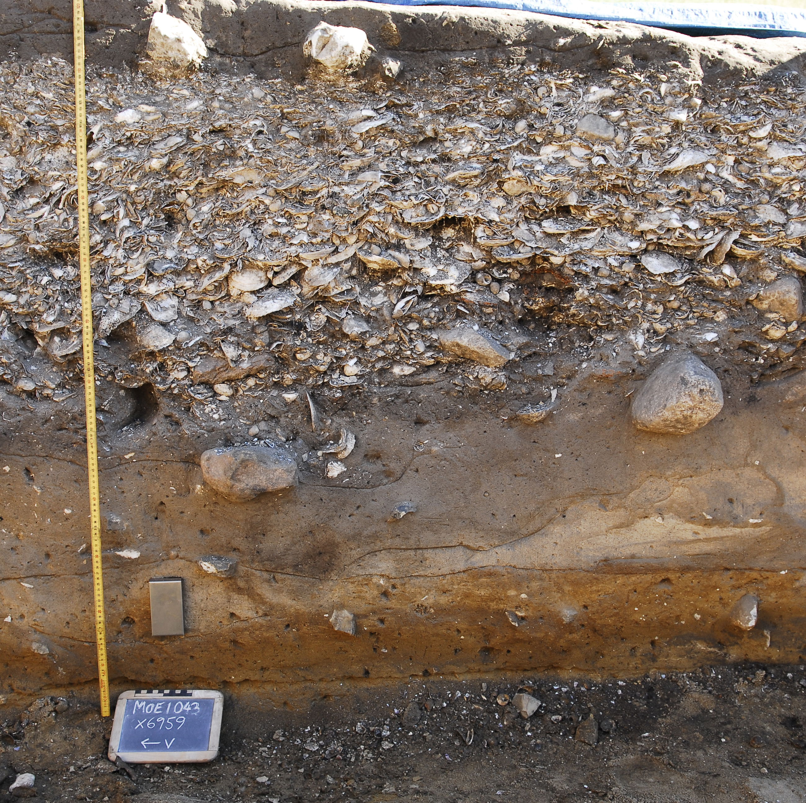 Lag af skaller i udgravningen ved Ginnerup