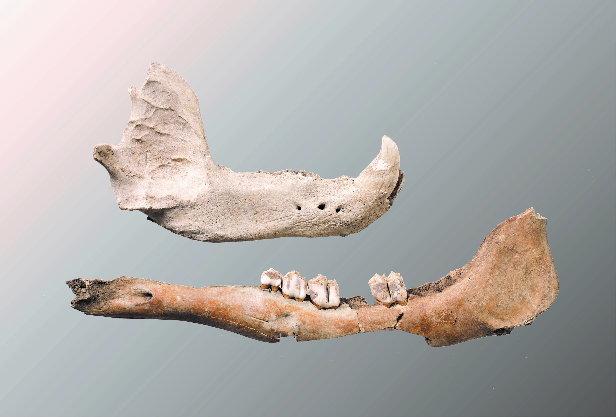 Knogler fra Contact-projektet